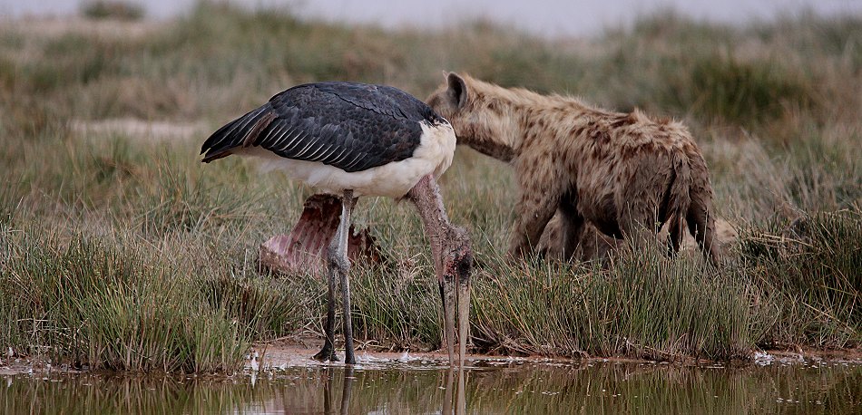 Marabu und Hyäne im Amboseli National Park