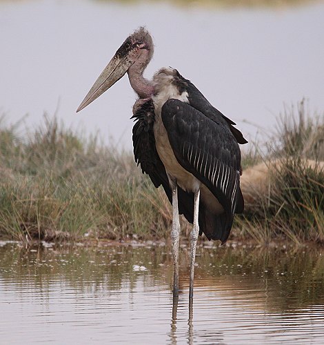 Marabu im Amboseli National Park
