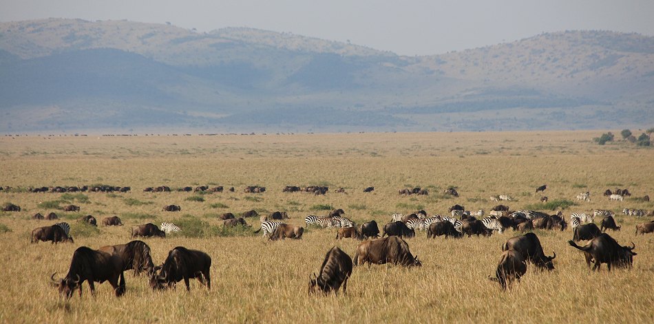 Migration in der Masai Mara 2021