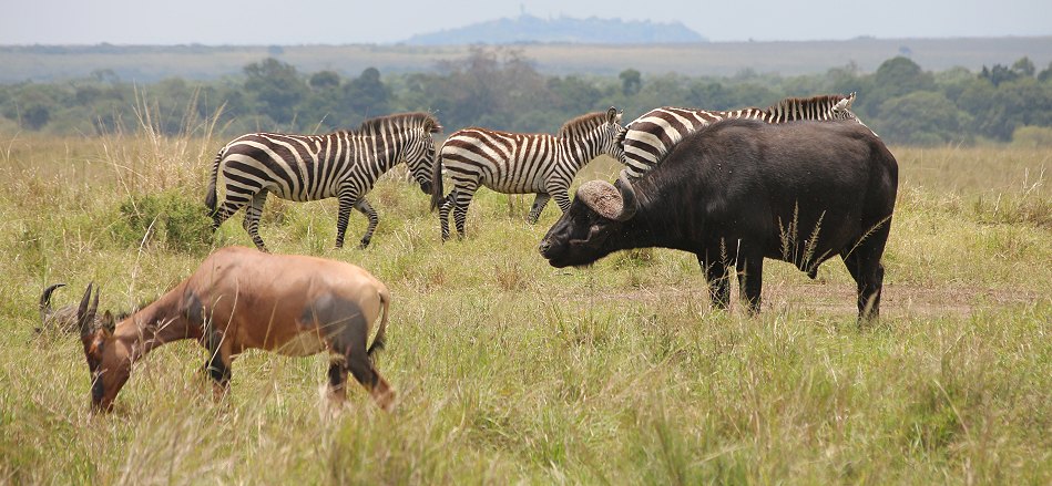 Migration Masai Mara