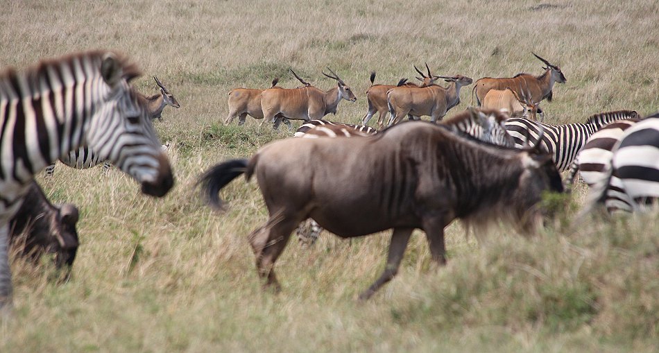 Masai Mara 2021
