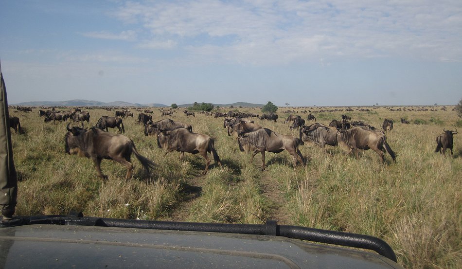 Migartion 2021 in der Masai Mara
