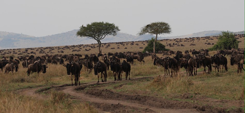 Migartion 2021 in der Masai Mara