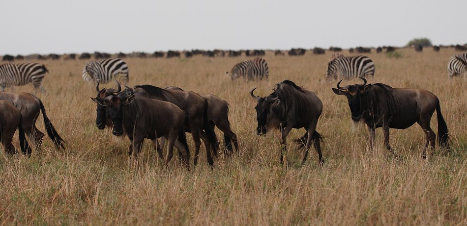 Migartion 2021 in der Masai Mara