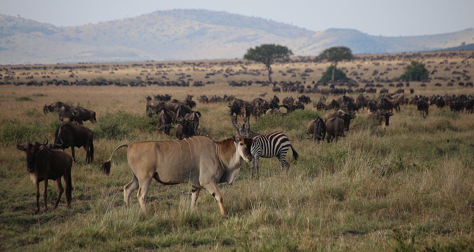 Migartion 2021 in der Masai Mara