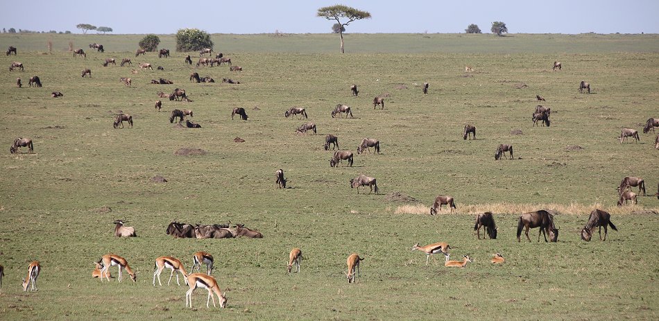 Migration 2021 in der Masai Mara