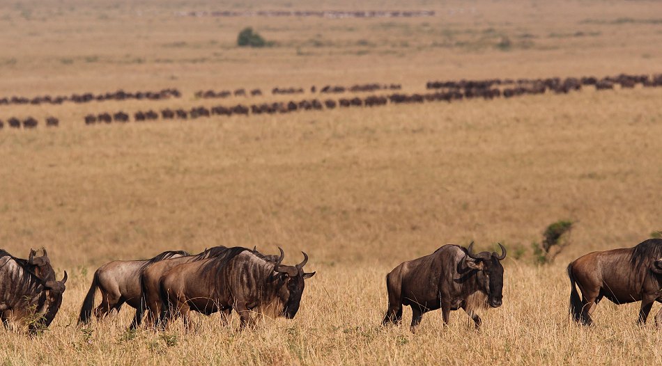 Migration in der Masai Mara 2021