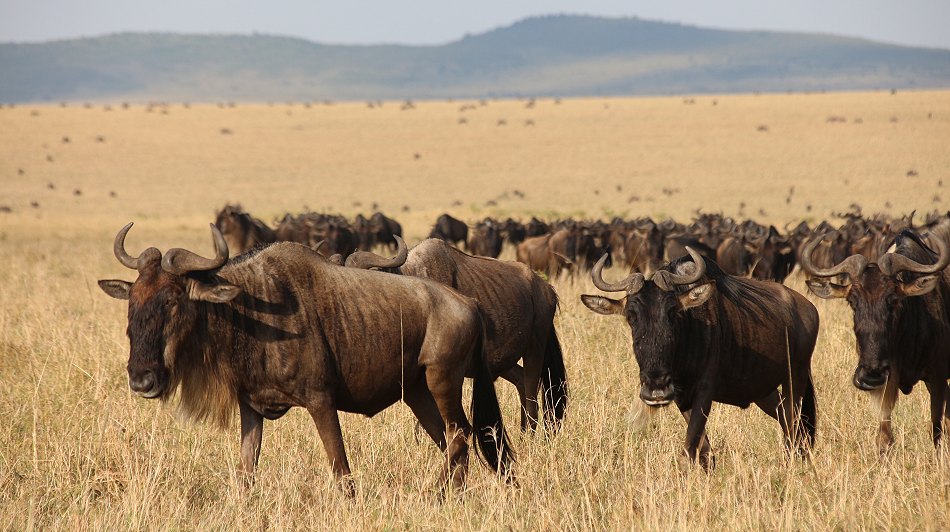 Migration in der Masai Mara 2021