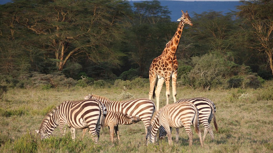 im Lake Nakuru National Park