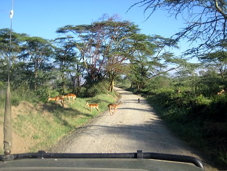 im Lake Nakuru National Park