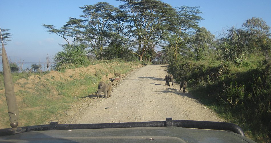im Lake Nakuru National Park
