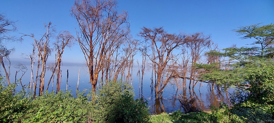 im Lake Nakuru National Park