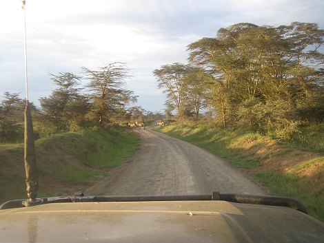 im Lake Nakuru National Park