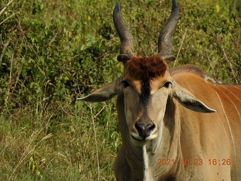 Elandantilope im Lake Nakuru National Park