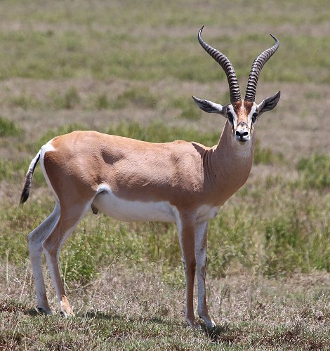 Grant Gazelle im Lake Nakuru National Park