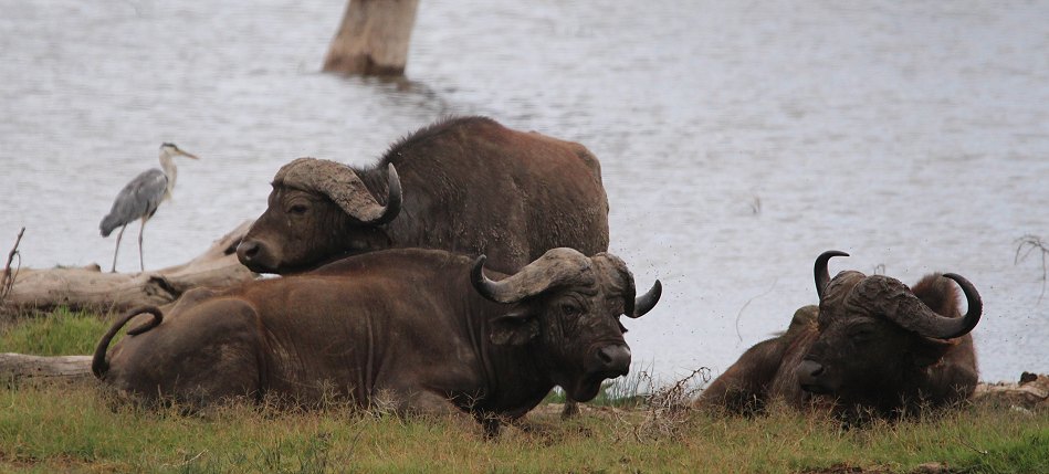 Kaffernbüffel im Lake Nakuru National Park