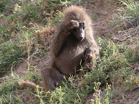 Anubis Paviane im Lake Nakuru National Park