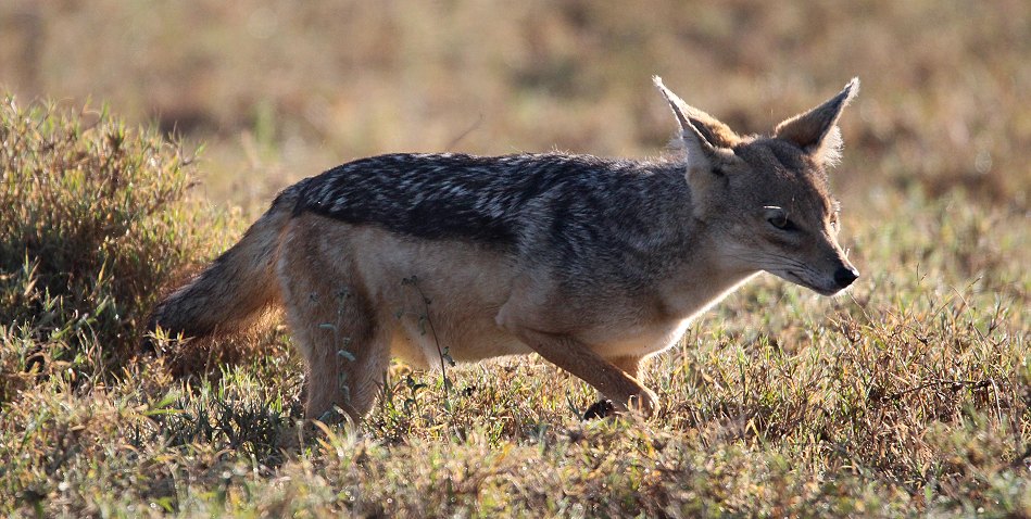 Schabrakenschakal im Lake Nakuru National Park