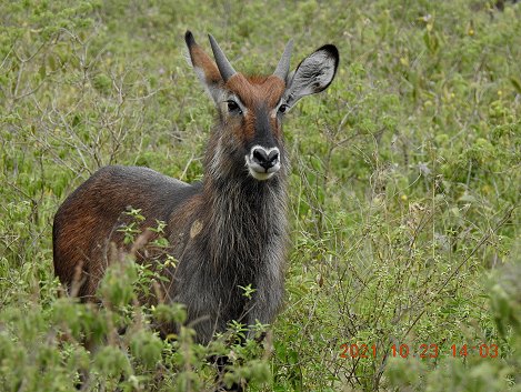 Defassa Wasserbock im Lake Nakuru National Park