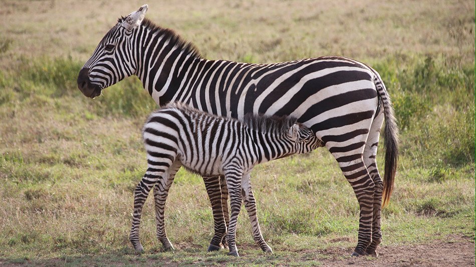 Zebras im Lake Nakuru National Park