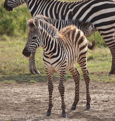 Zebras im Lake Nakuru National Park