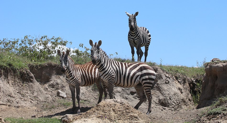 Zebras im Lake Nakuru National Park