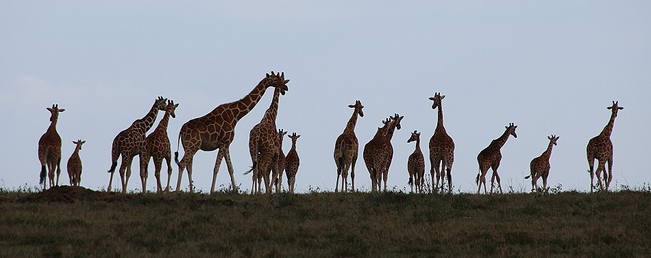 Netzgiraffen auf Solio