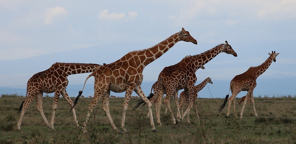Netzgiraffen auf Solio