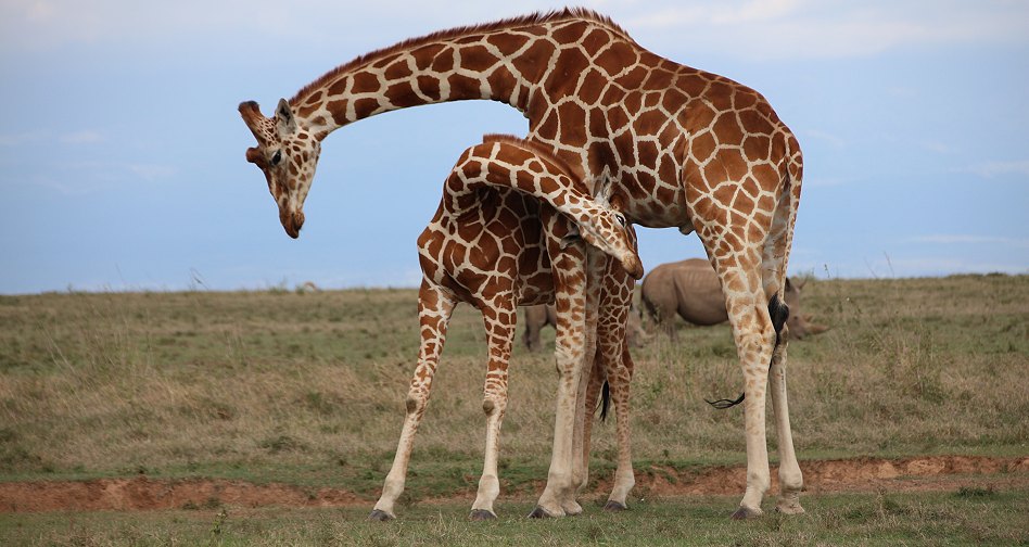 Netzgiraffen auf Solio