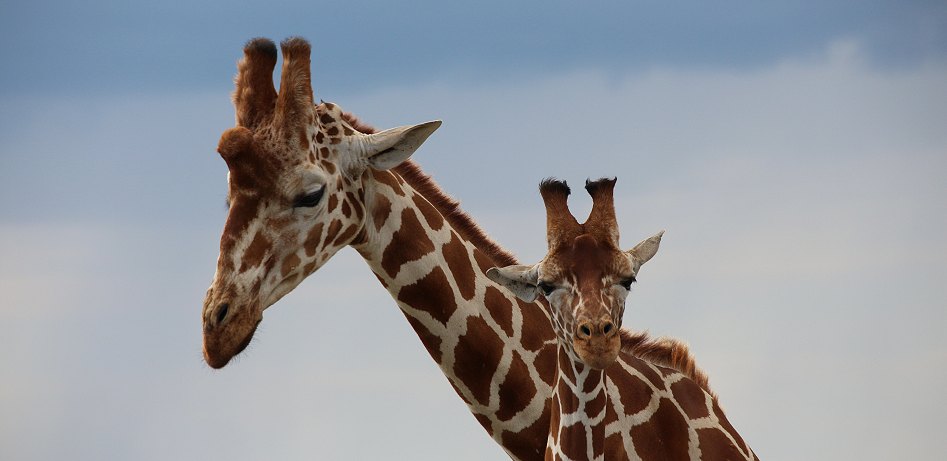 Netzgiraffen auf Solio