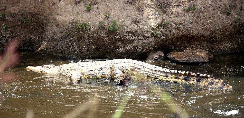 Nilkrodile in der Masai Mara