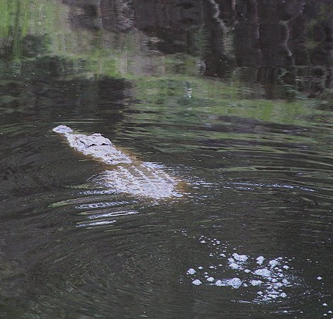 Nilkrokodil