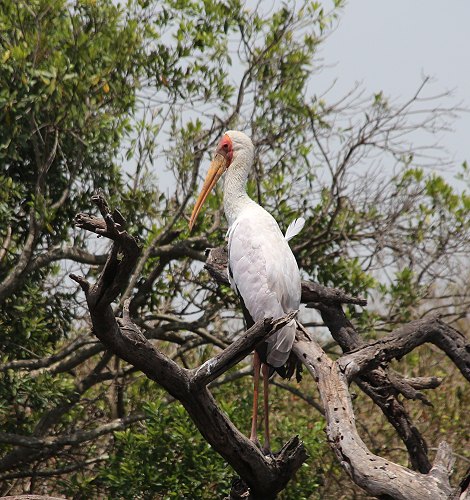 Nimmersatt in der Masai Mara