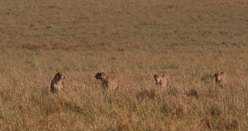 Nne Bora - Geparden auf auf der Jagd