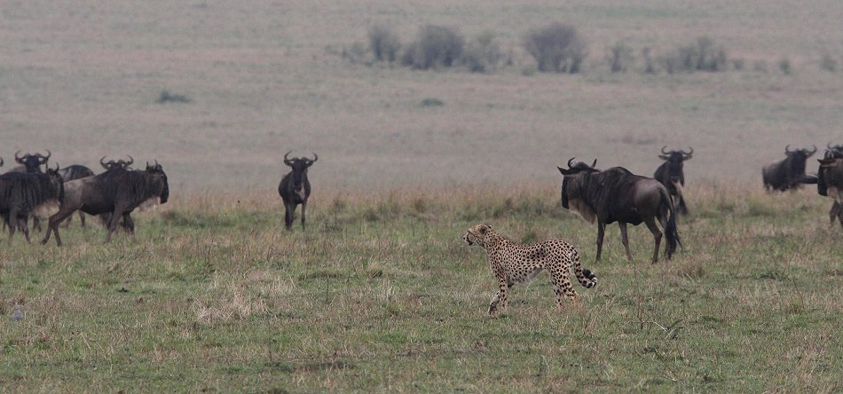 Nne Bora - Geparden auf auf der Jagd