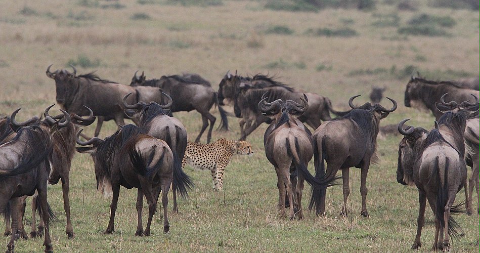 Nne Bora - Geparden auf auf der Jagd