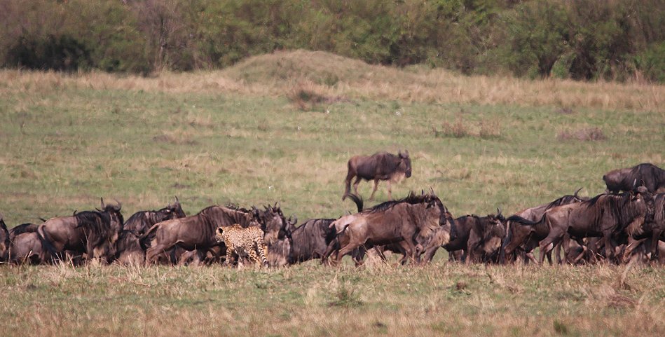 Nne Bora - Geparden auf auf der Jagd