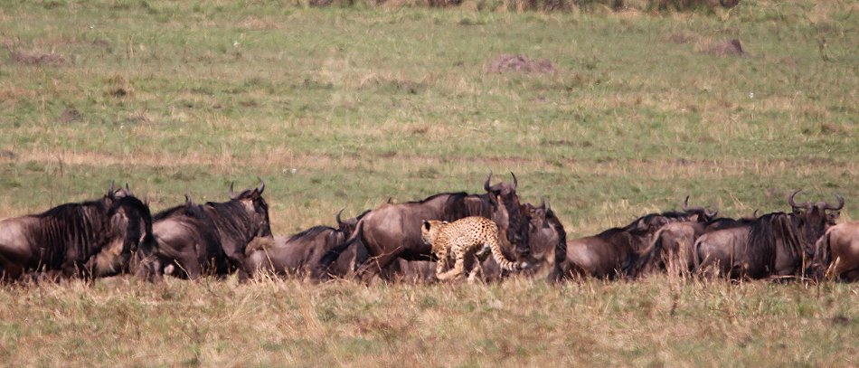 Nne Bora - Geparden auf auf der Jagd