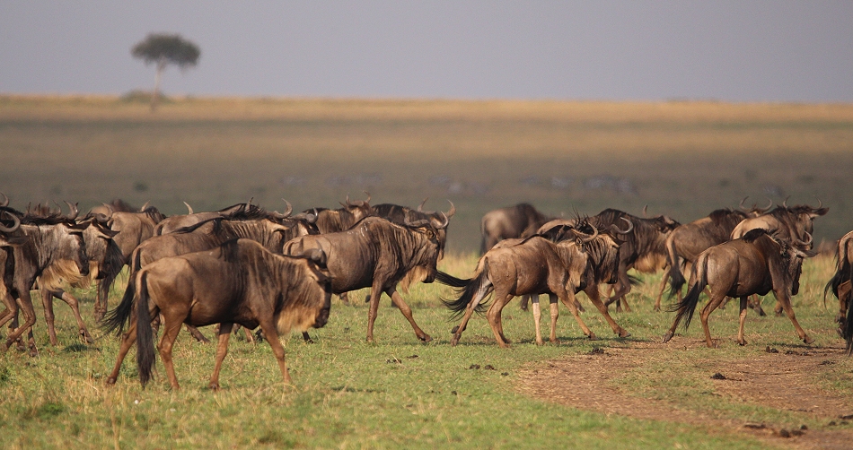 Nne Bora - Geparden auf auf der Jagd