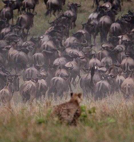 Nne Bora - Geparden auf auf der Jagd