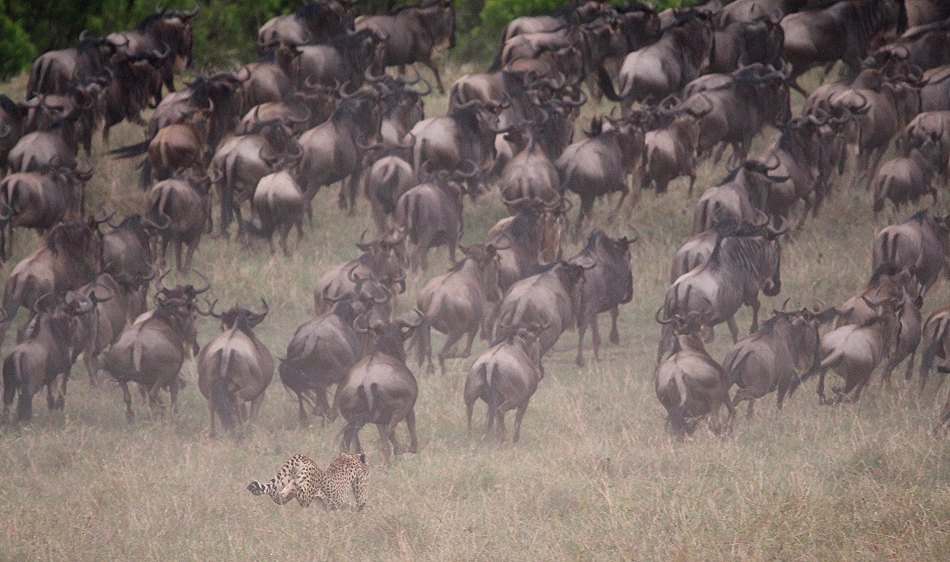 Nne Bora - Geparden auf auf der Jagd