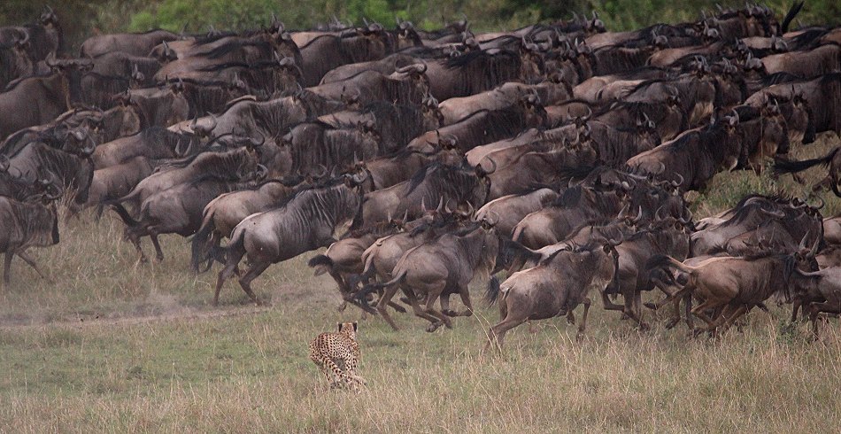 Nne Bora - Geparden auf auf der Jagd