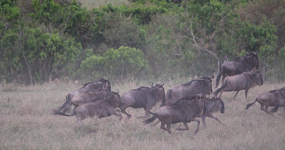 Nne Bora - Geparden auf auf der Jagd