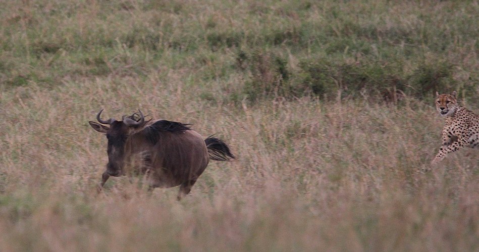 Nne Bora - Geparden auf auf der Jagd