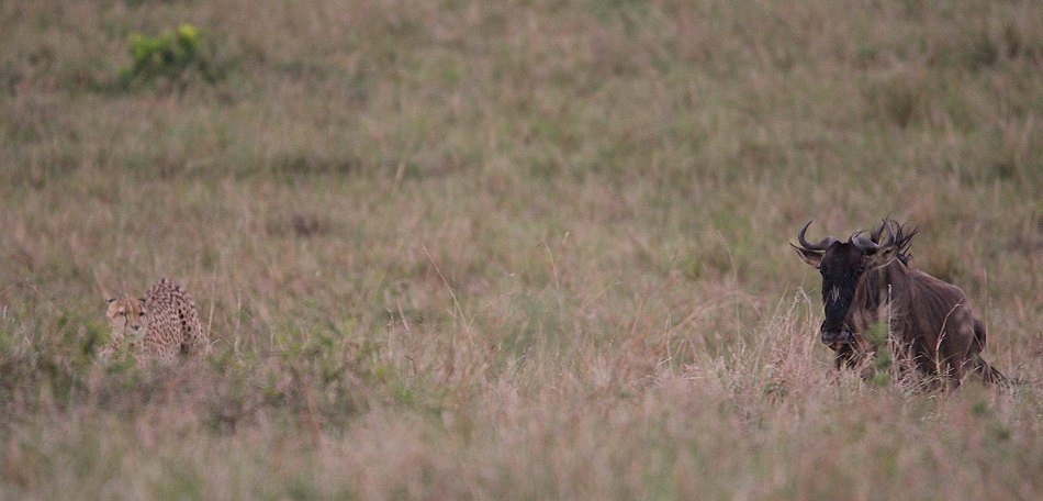 Nne Bora - Geparden auf auf der Jagd