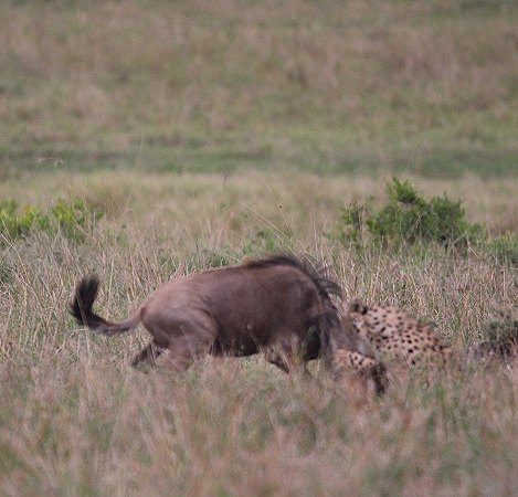 Nne Bora - Geparden auf auf der Jagd
