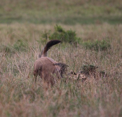 Nne Bora - Geparden auf auf der Jagd
