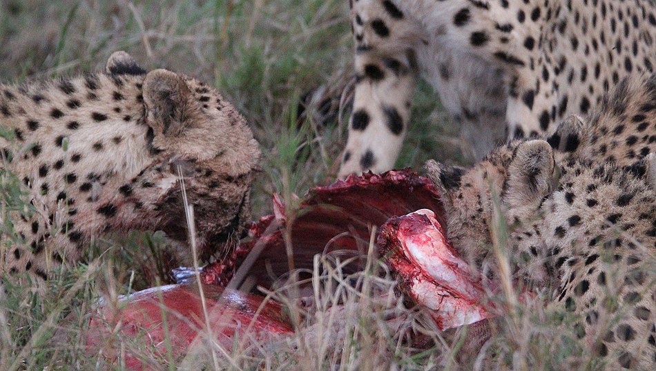 Nne Bora - Geparden auf auf der Jagd