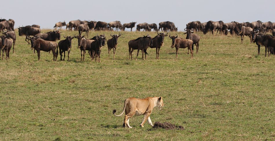 Nne Bora - Geparden auf auf der Jagd
