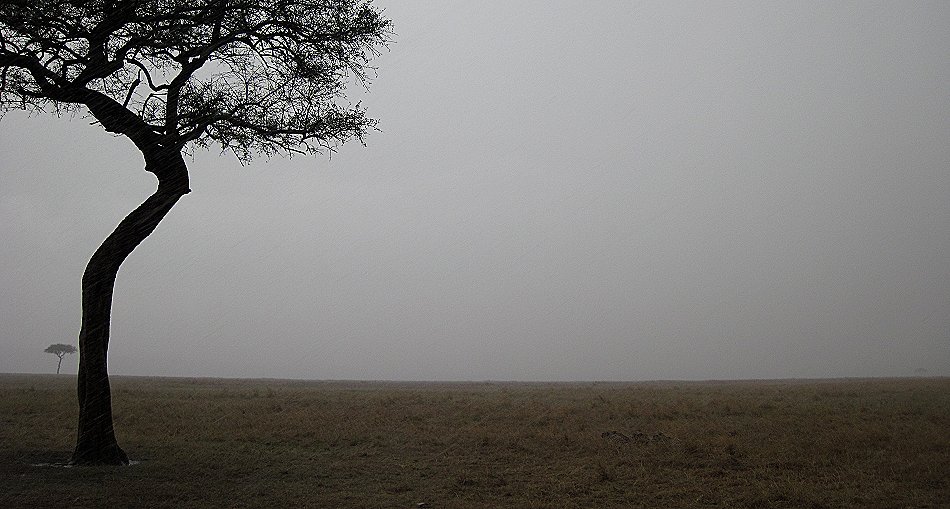 Nne Bora - Geparden im Regen